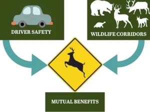 Wildlife corridor image