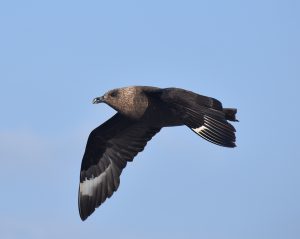 pelagic seabird